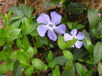 Vinca minor